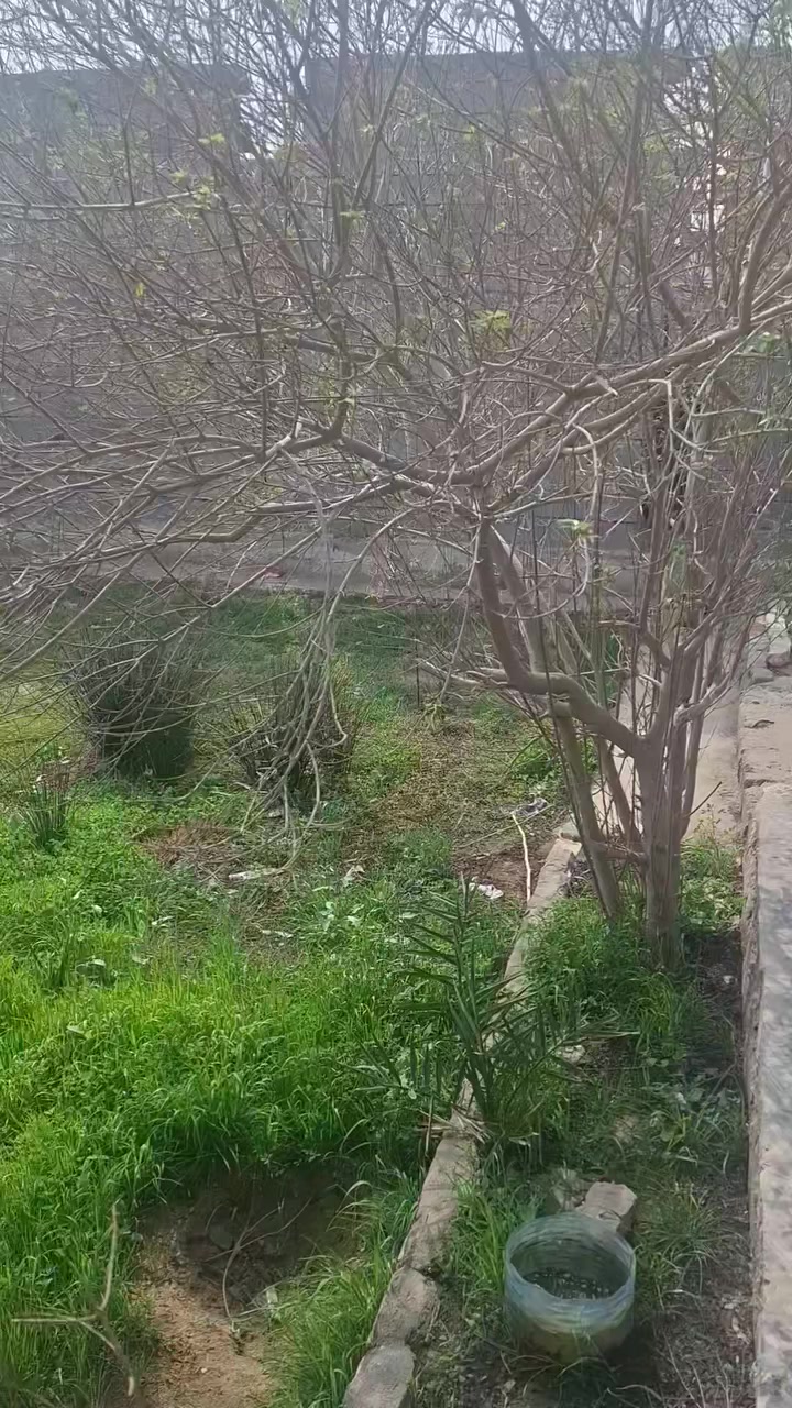 سلام عليكم بستان للبيع مساحته 1500متر يتكون من بيتين مساحه كل بيت 160متر بناء طابوك طابو  صرف بسمنه العنوان البصره حي زيتون مقابيل سجن حمدان الاستفسار الاتصال ***********....***********
