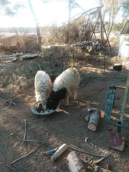 زوج طليان فاخرات يرهمن ربط ويرهمن نذر فجران دم
عنواني الدور السعر 500 السوك كلشي بي ميعجبك لا تعلق
***********
