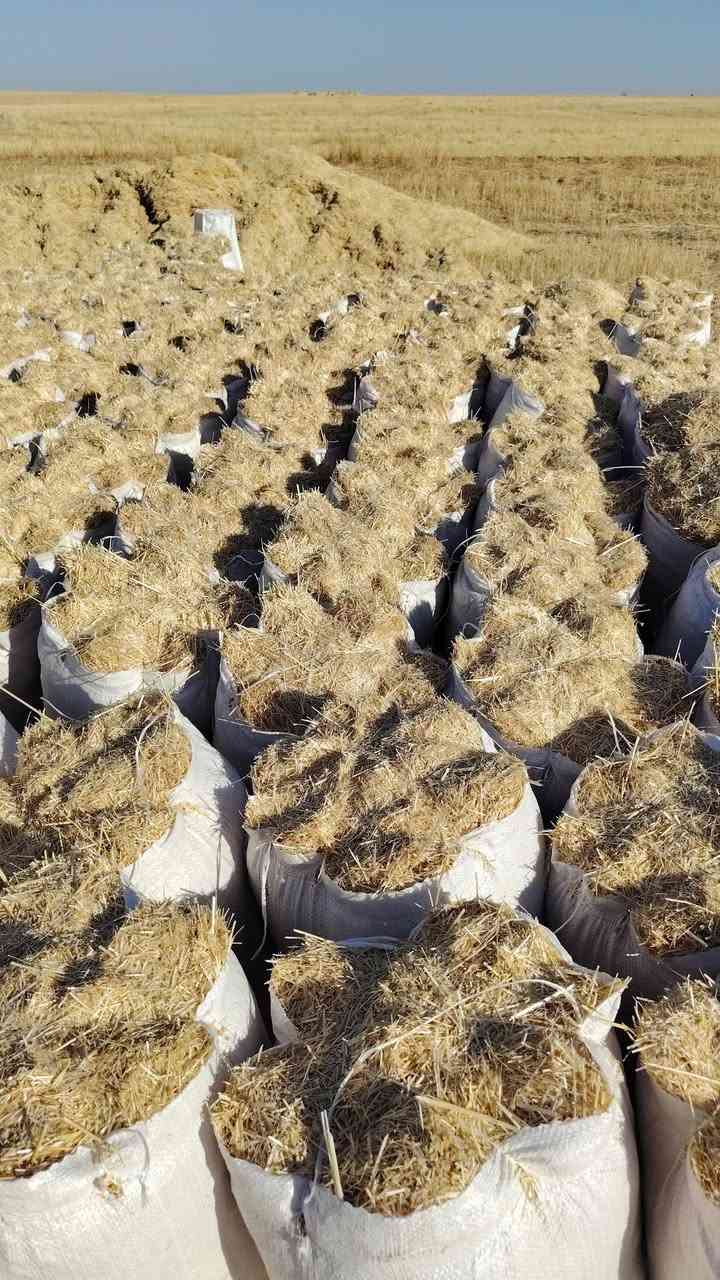 يوجد تبن حنطه شرط مال ديم ابيض شرط نضافه فول حجم جيس 55زوج 2000ويوجد حجم جيس 60زوج ب 3  توصيل ال كافت جنوب الموصل من  حمام العليل ال شركاط   واستفسار عل رقم ***********
