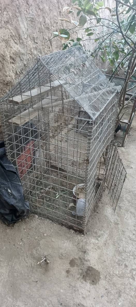 متاح اقفاص يرهمن كلشي للبيع السعر اثنينهن 40 وبيهن مجال(***********)
