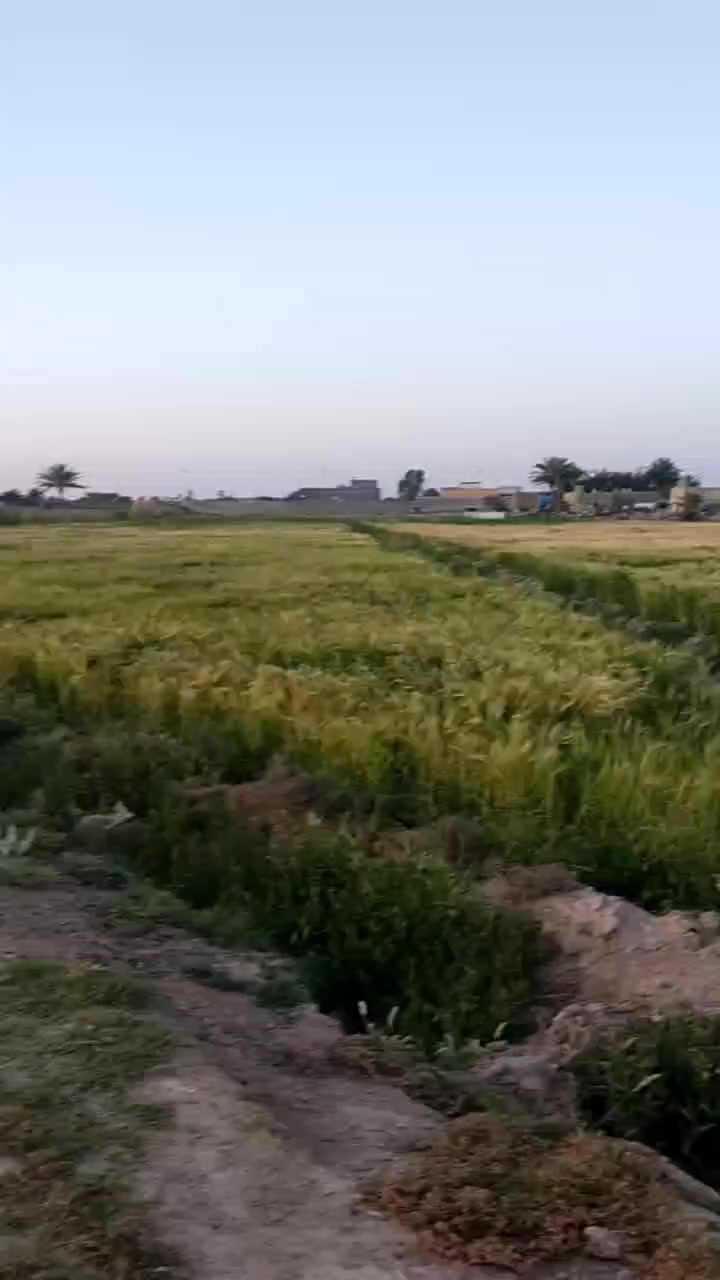 السلام عليكم ورحمة الله وبركاته اهلا وسهلا ،،،،،،،.  توجد ارض زراعيه مساحتها (  20 )  دونم للبيع في منطقة 
ابو طيبان الچري_التفاصيل الأتصال على الرقم التالي 
(***********) ابو شهم @إشارة
