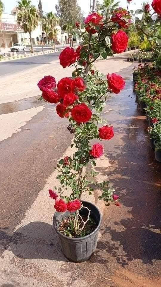 يوجد لدينا خدمة توصيل جميع انحاء المملكة


**إذا كنت صاحب هذا الإعلان وتريد حذفه لأي سبب، رجاءا أرسل رسالة إلى الدعم الفني**