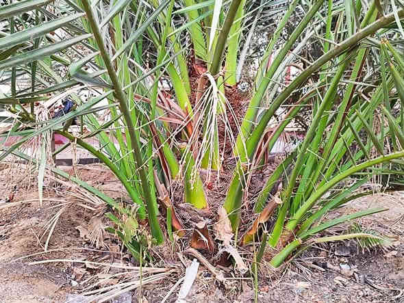 السلام عليكم ورحمة الله وبركاته
يتوفر فسائل نخيل #برحي نسيجي عدد الفسائل 7 العنوان  البصرة القبلة حي الشهداء لتواصل ***********
(الاسعار مناسبة) 
#وافق ادمن مع الشكر والتقدير
