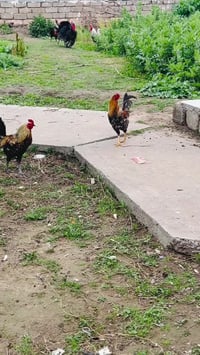 ديوكه عرب • كبار • سمان