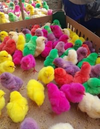 كتاكيت ملونه • توصيل الزبيديه • حي زليزل