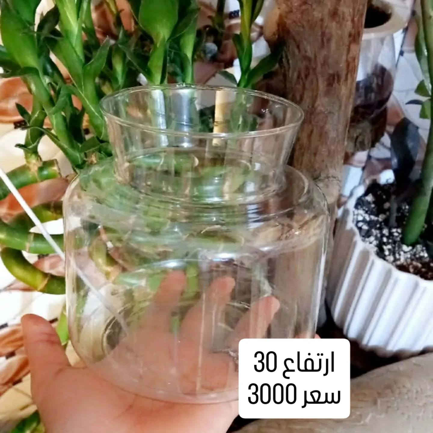 مرحبا 
توفر سمك فايتر 
ودوارق بكل انواعها
يتوفر توصيل 
الحجز والاستفسار مراسلة ع الخاص 🌾🌾


**إذا كنت صاحب هذا الإعلان وتريد حذفه لأي سبب، رجاءا أرسل رسالة إلى الدعم الفني**