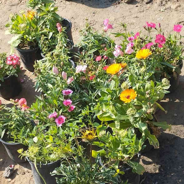 يتوفر جميع انواع الزرع المثمره والغير مثمره تعديل وزرع الحدائق ابو انور ***********النهروان شارع الشمري 
ورد الجوري
ورد الصباح الوان
ورد الرازقي
اكاسيه مصريه
جهنمي متسلق+قزمي
دم العاشق
ورد السجاد
كليل الجبل
حمضيات صينيه محمل
صبار
دفله
كابرس
قلنطوز
بخور
الياس
تين
رمان مصري
رمان عراقي
رازقي سوري 
ثيل
رارنج عراقي
