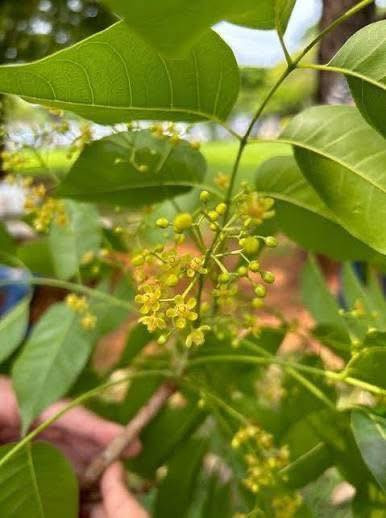 مشتل بيروميا 🌿
توفرت شتلات شجرة الماهوكني الأفريقي

S. wietenia mahogani ✨🌳

💰 السعر: 10 آلاف

📏 الارتفاع: من 60 إلى 70 سم تقريباً

🚚 التوصيل: متوفر إلى جميع المحافظات

🌿 المواصفات:

▪️ من الأشجار الفخمة والنادرة جداً

▪️ أول مرة تتوفر بهذا الحجم والجودة

▪️ تمتاز بسرعة نموها وجمال أوراقها اللامعة

▪️ تعتبر من أفضل أشجار الظل والزينة الراقية

▪️ خشبها معروف عالمياً بالقوة والفخامة

☀️ التحمل:

▪️ تتحمل الأجواء الحارة والشمس

▪️ مناسبة للحدائق والمزارع والبيوت الواسعة

💚 الفوائد:

▪️ تعطي منظر ملكي وفخم للمكان

▪️ تكبر لتصبح شجرة عملاقة وجذابة

▪️ تضيف ظل ممتاز ولمسة استوائية مميزة

▪️ من الأشجار المطلوبة والنادرة عند محبين النباتات النادرة 🌴✨

📞 للحجز والاستفسار: ***********

مشتل نباتات نادرة 🌱

نوفر لكم النباتات والأشجار المميزة والنادرة دائماً ✨
