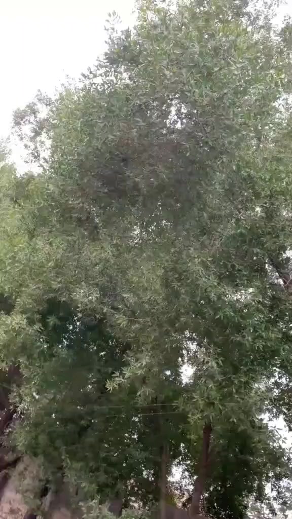 السلام عليكم شباب #مكلف_بالنشر اليراسلني عليهه ماجاوب للتواصل مع راعيها.
وسام محمد 
بيع او مراوس X6 2008 4800

اصل 50 توين توربو مبدله بتنفس طبيعي بدون تحوير 4800 بلادي شرط اي تحوير ماكو

خليجي وكالة العروش قطعتين صبغ

مابيهه نقص ابد فقط شريط ستيرن ظارب

السعر 145 وبيه مجال ان شاء الله

مكاني بغداد الشعب ***********
