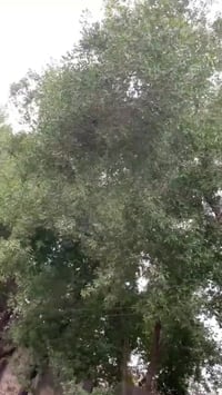 شباب #مكلف_بالنشر اليراسلني عليهه ماجاوب للتواصل مع راعيها. وسام محمد ...