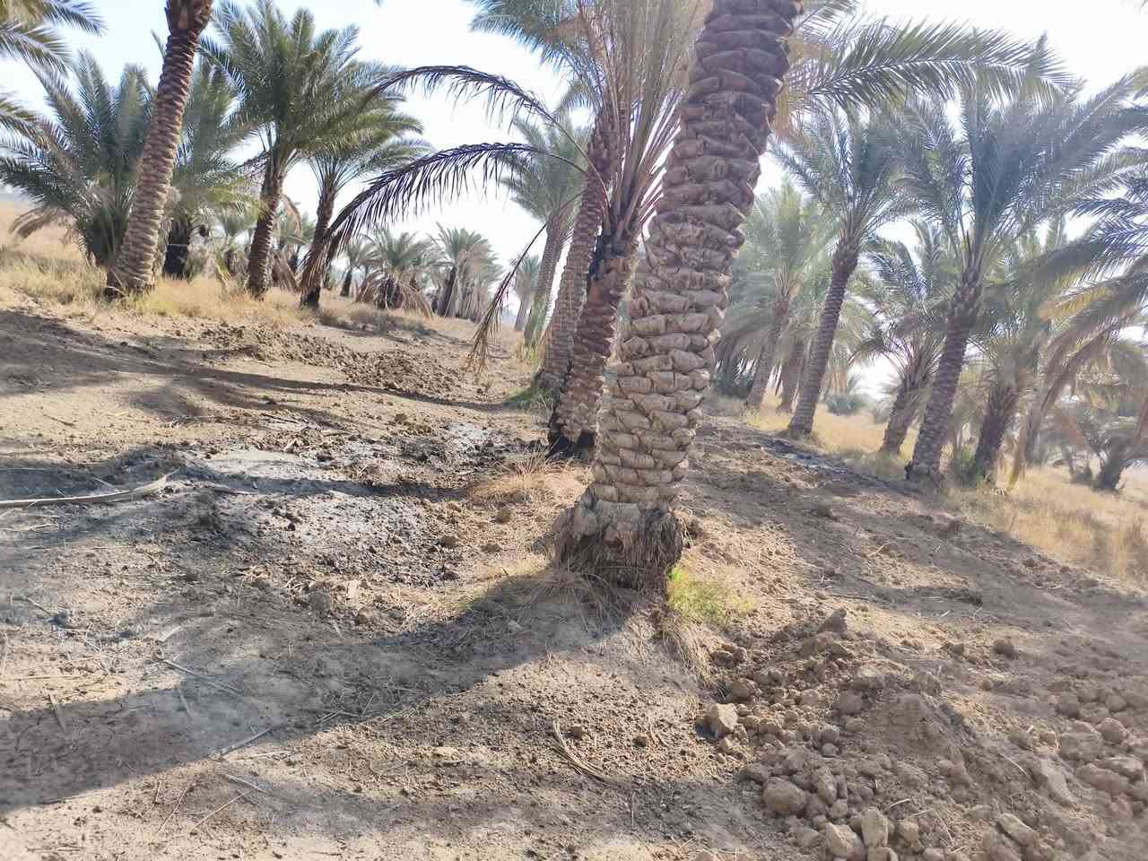 مكلف بالنشر 
گاع دونمين ونص بستان مع بيت بلوك سند 25 
العنوان مقابيل
 حسينيه الزلازلة على طريق الحولي.الجديد  
رقم صاحب البيت ***********
