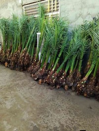 يوجد نخل الوان خابر ودلل (07715376643)