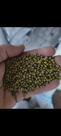 ماش • بذور • ديالى