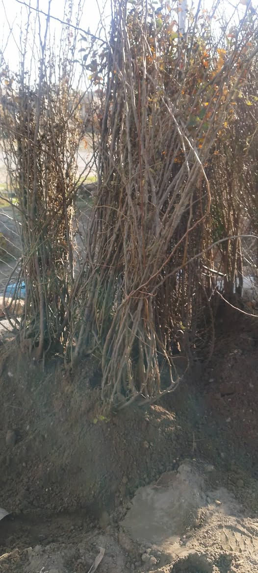 السلام عليكم 
بفضل الله تعالى 
تم وصول وجبة اشجار نفظية للموسم الجديد 
احجام خشنة
وانواع مختلفه 
مشتل جمال الهذال 
ناحية الزاب مفرق الصباغية 
***********
