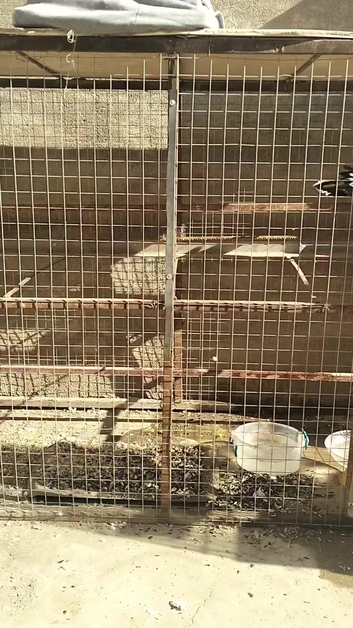 التفاصيل بالفيديوهذا رقمي ***********
