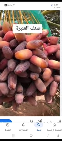 تال للبيع • عنبر • نبلاليز