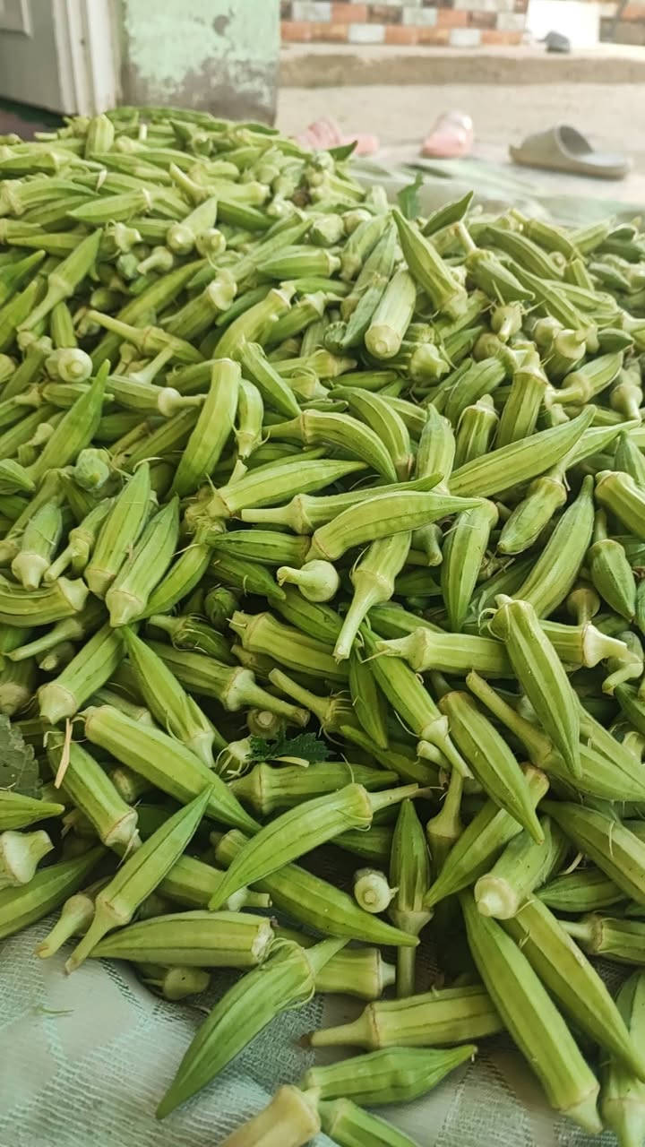 يتوفر بذور بانية حسيناوية (لهلوبة)درجة اولى
انتاج مبكر تحمل للاصابات
المكان كربلاء يتوفر التوصيل لجميع لمحافظات 
لاستفسار مراسلة الصفحة او الاتصال ***********
