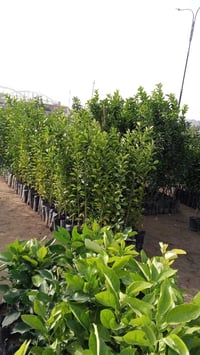 مشتل الزوية • بداية الموسم • الزوية مفرق المدينة