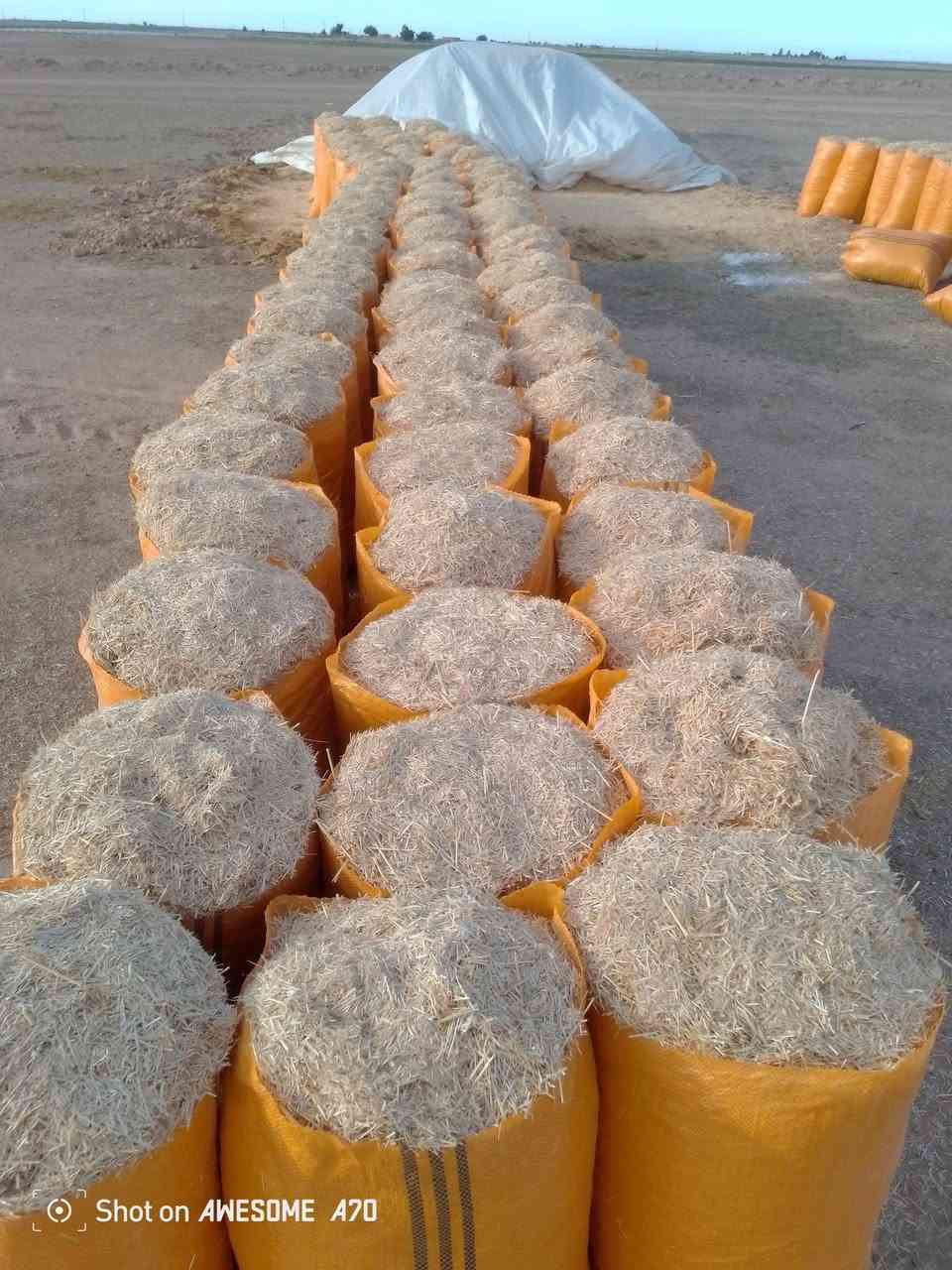 تبن سامراء درجه اوله كيس حجم 60 السعر الزوج 3 ونص مطروح بلمكان بسامراء تصل وتدلل  لستنه الوحيدين لاكن الفضل الكميه محدوده سارع بل حجز تصل عل رقم ***********
