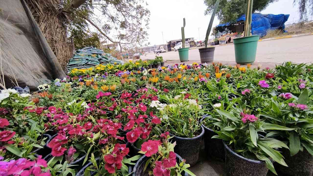 ﷼ اللهم  صلي على محمد وآل محمد 
يومكم مبارك 🪴 
عروضنه اليوم داخل مشتل النورين 🎋🪴🎍
توفر كافة أنواع الحمضيات 🌿🍋🍊🍇
وكذالك أنواع الورود الداخليه والخارجيه 
ورد الجهنمي المتسلق بئلوان مختلفه 🌹🌸💐
 عنوانه #شارع_الغطاس_خلف_المجمع_السوري 🏕
 لطلب و الاستفسار 🚖🚘
 ***********📞
***********📞
