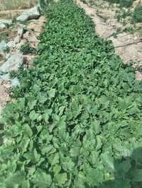 شتل بدنجان • للبيع • تواصل