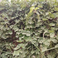 مزرعة ٢٧٥٠م • جامعة بابل • ماتور غطاس