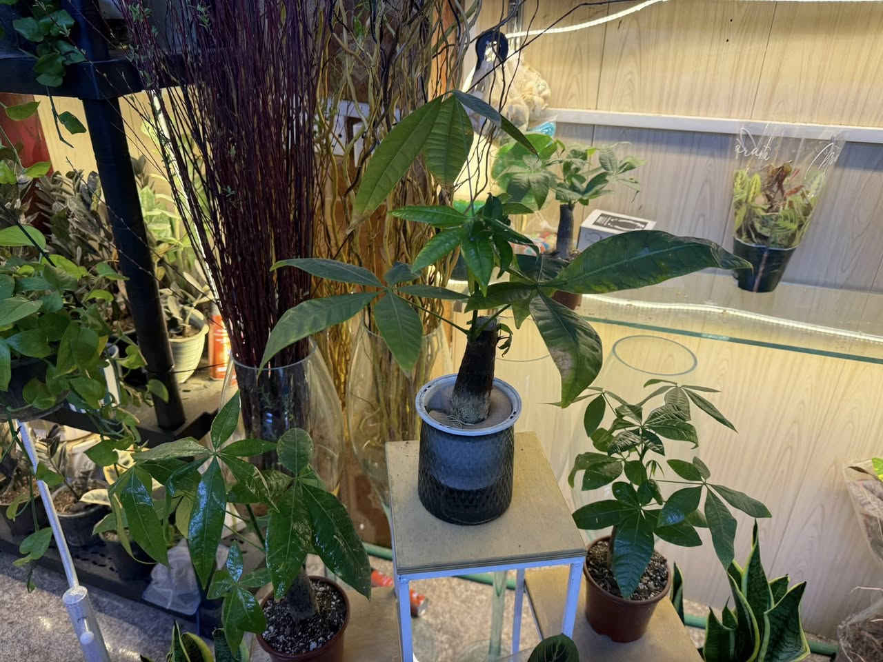 العنوان بابل مسيب شارع الاول 
كميه محدوده


**إذا كنت صاحب هذا الإعلان وتريد حذفه لأي سبب، رجاءا أرسل رسالة إلى الدعم الفني**