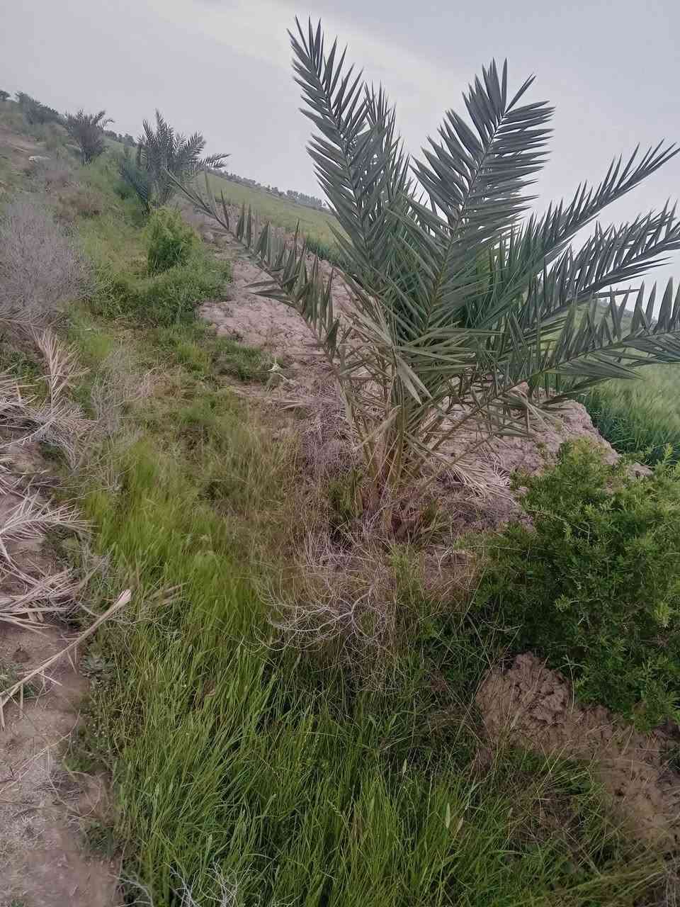 السلام عليكم ارض زراعيةاللبيع ٤٠ دونم بصوب بني ارجاب ٢٠٠ متر عن الشط والتبليط بين النصر والرفاعي خدمات و مستوصف و٣مدارس   ابتدائية متوسطة اعدادية بيها ١٧٠ نخله شويثي بيها بيها اشجار تفاح بيها بتلوومظخات ابوالعشروبو ٨مفصله شوارع كهرباء ماء مستمر شتاء صيف ***********الرفاعي المصيفي ***********
