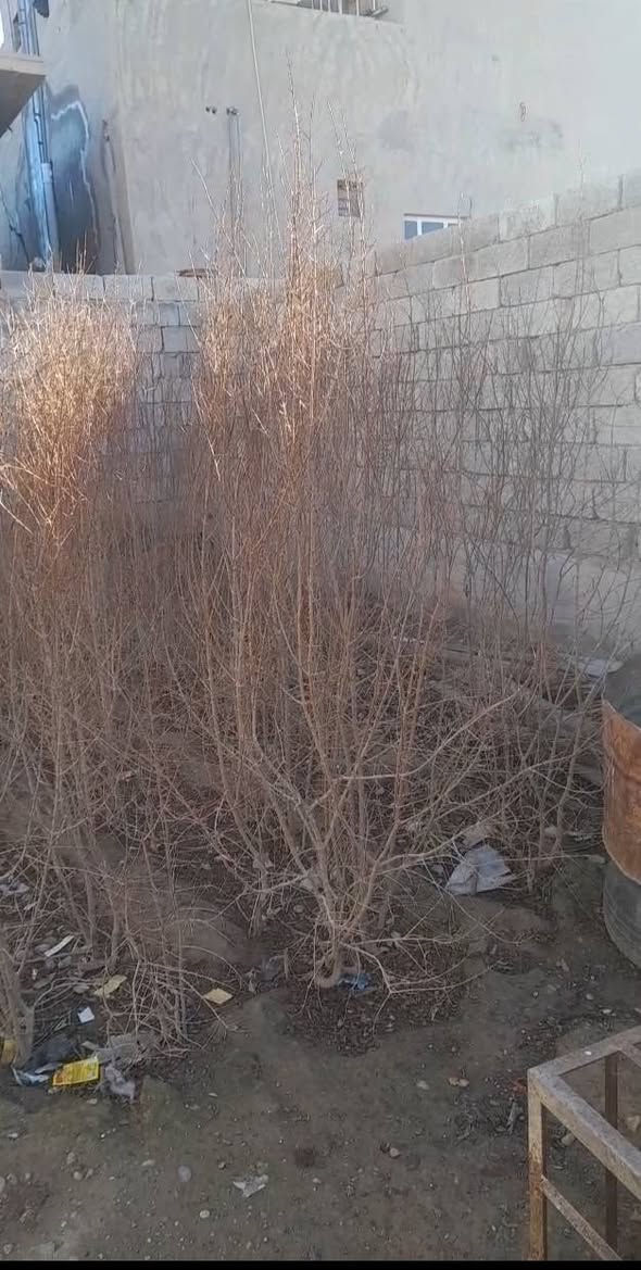 سلام عليكم شتل رمان ديالي درجه اولى شرط اتكاتب وياك الحجم مترين وفوك المكان عوينات السعر ٢٠٠٠ وبيهه مجال ***********
