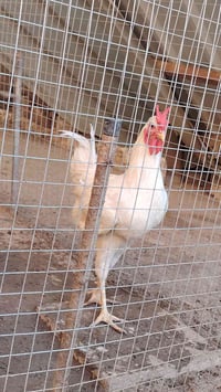 ديك • ديك عرب • ديكة • طيور • دجاج • للبيع