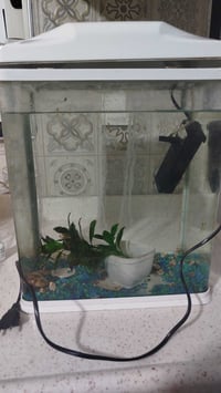 حوض سمك • فلتر شغال