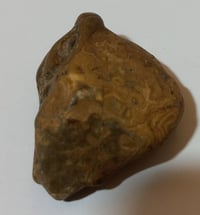 داوودي • خام • ملاكط