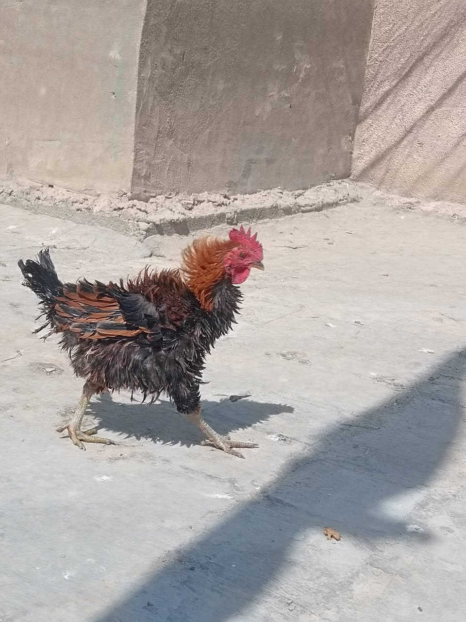 ديوكه للبيع العنوان بابل سده الهنديه منطقة العلكايه رقم الهاتف ***********
