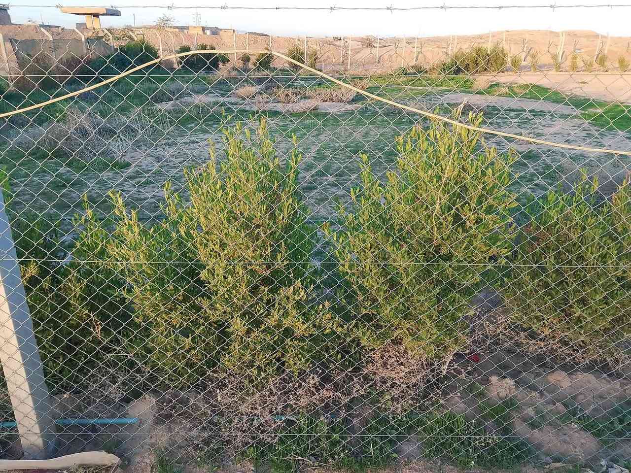 قطعة أرض للبيع قاميشلان طريق المنذريه مقابيل الشارع الخدمي مساحه1500متر مربع متوفر ماء كهرباء السعر 11مليون وبي مجال الاستفسار رقم الهاتف***********
