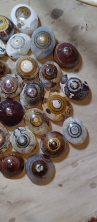 داودي • نوادر • وجبه طيبه