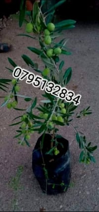 أشجار زيتون • مثمرة غزيرة • تعيش بكل المناطق
