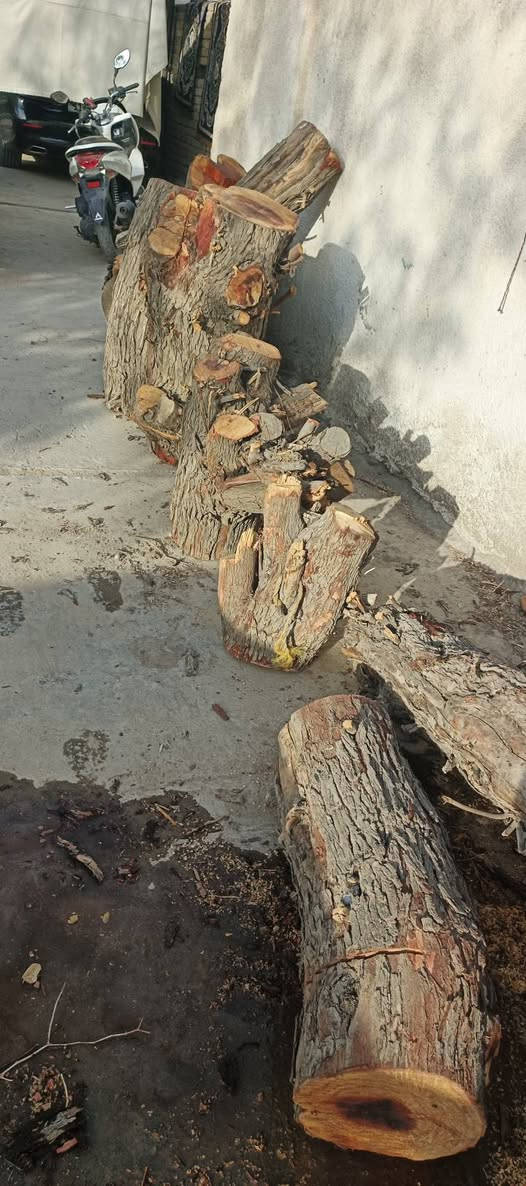 حطب نبگه للبيع يابس صار شهر يابس‏‪***********

