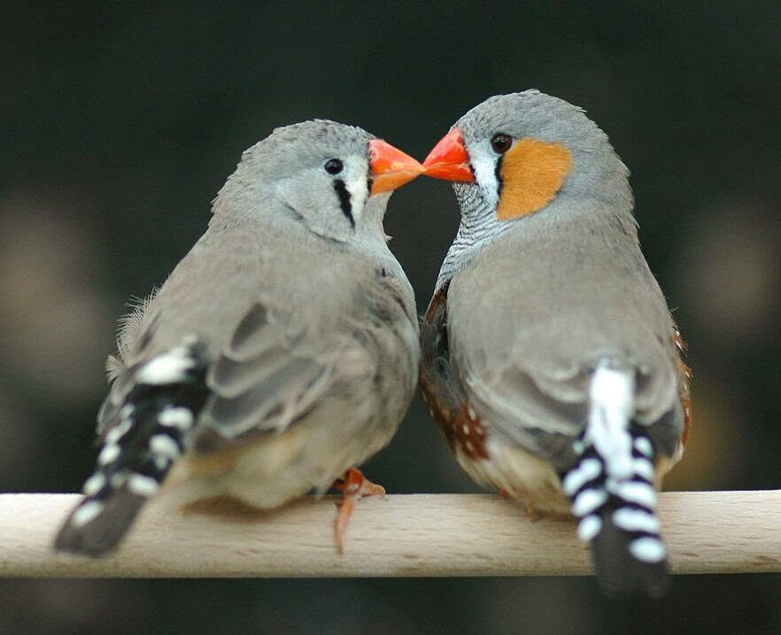 للبيع الاستفسار *********** واتساب
