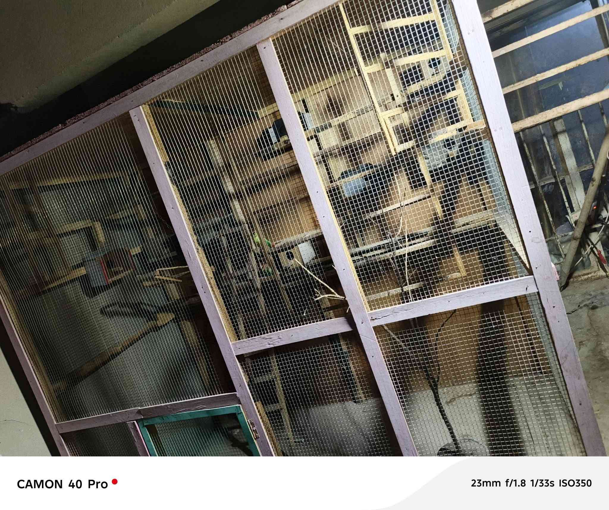 قفص تكمه شغل حطاطه جديد واجهته مترين في تلاثه متر تفاصيل أكثر مراسله الرقم *********** مال مستعجل العنوان الفلوجه حي العسكري
