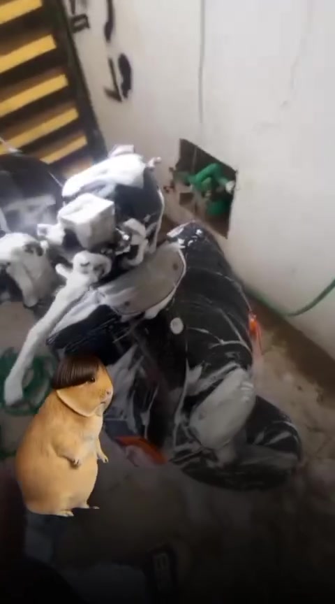 سلام عليكم شباب دراجه بوليس كابريتر دراجه قبل أسبوعين امنزله دراجه حلوه مكفوله من كلجات من كفرات من مكينه من صدر امامي خلفي دراجه حلوه مرتبه بيع +مراوس ‪+964 783 824 3903‬بس وتساب بيه


**إذا كنت صاحب هذا الإعلان وتريد حذفه لأي سبب، رجاءا أرسل رسالة إلى الدعم الفني**