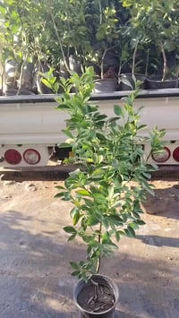 مشتل سعد العنبكي • أشجار حمضيات • ديالى الخالص التحويلة