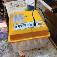 فقاسه • مستخدمه مره • التاجي الشيخ حمد