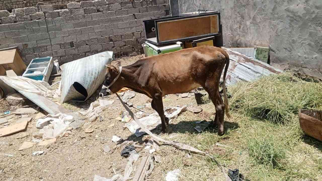 بجر للبيع *********** وأصحاب المواكب بيها تخفيض
