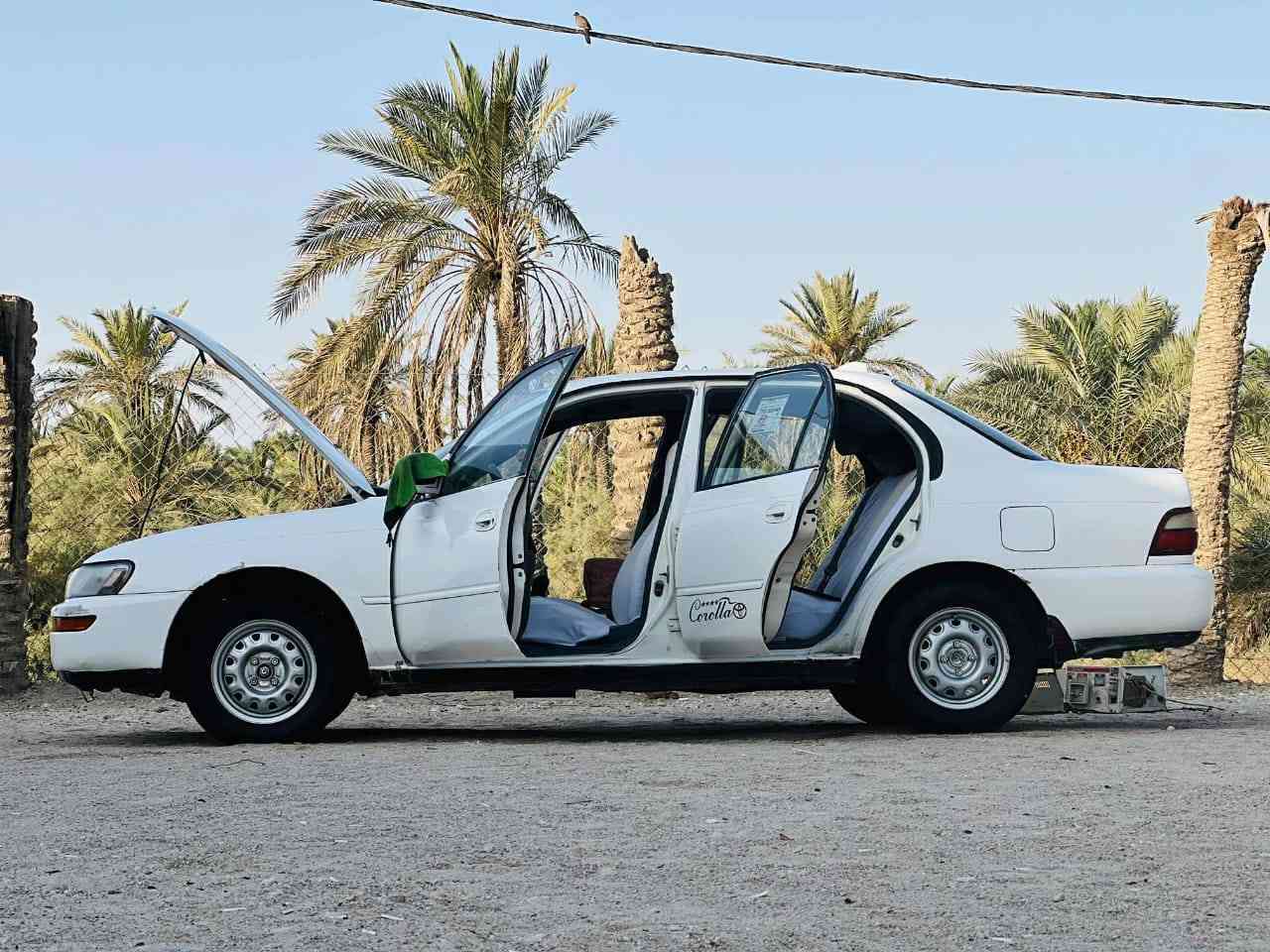سلام عليكم ورحمه الله وبركاته 
كورله للبيع 
مكفوله كفاله عامه 
تبريد ثلج 
سنويه ماصاقطه
مصبوغه جماليه فقط 
مكلف بل نشر***********
