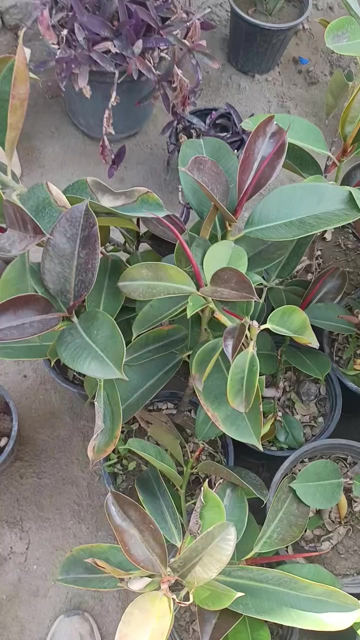 عنوان بظهر سوك الصغير مقابل فرع الباله


**إذا كنت صاحب هذا الإعلان وتريد حذفه لأي سبب، رجاءا أرسل رسالة إلى الدعم الفني**