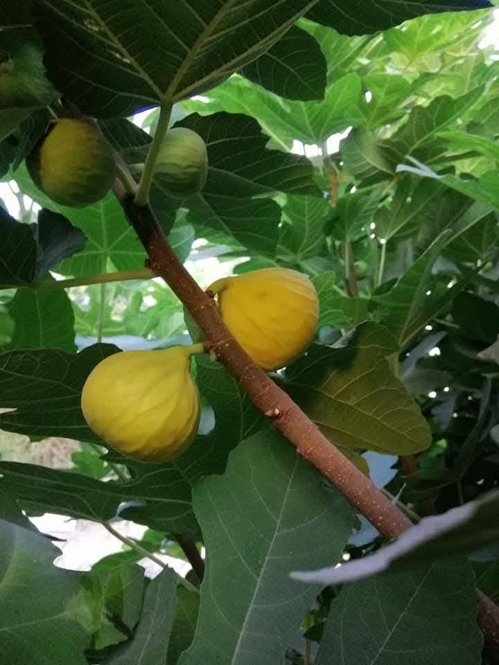 توفر شتلات تين اصفر تركي 
ارتفاع الشتله 80سم فما فوق
للحجز والطلب يرجى المراسلة 
توصيل فقط المسيب ___كربلاء __حله___بغداد


**إذا كنت صاحب هذا الإعلان وتريد حذفه لأي سبب، رجاءا أرسل رسالة إلى الدعم الفني**