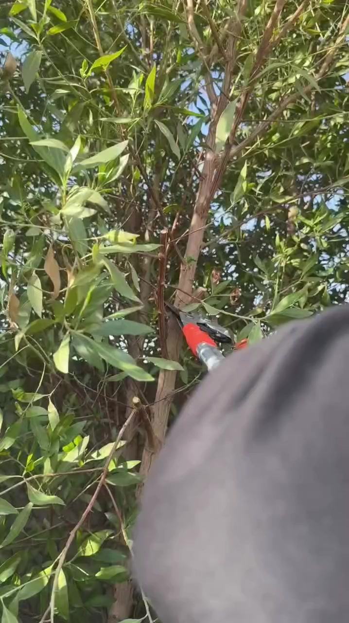 وداعاً للسلالم المتعبة والمخاطرة.. الآن تكدر تقلم أشجارك وأنت واكف على الأرض وبكل سهولة.

​✅ مميزات المقص العملاق:
​📏 قابل للتمدد: يوصل طوله لـ 1 متر كامل، يعني تجيب الغصن العالي وأنت بمكانك.
​⚔️ فولاذ مقوى: شفرات حادة جداً تقص الأغصان اليابسة والخضراء كأنها ورق.
​💪 جهد أقل: بفضل نظام الرافعة، القص يحتاج ضغطة بسيطة منك بدون تعب للأيد.
​🛡️ وزن خفيف: مصنوع من الألمنيوم المتين، يعني ما تتعب حتى لو اشتغلت فترة طويلة.
​🤝 قبضة ضد الانزلاق: يدات مطاطية مريحة تضمن لك السيطرة الكاملة.
​💰 السعر:25,000 دينار فقط.
🚚 التوصيل: 5 آلاف لكل محافظات العراق.

​سند ستور 🛡️ - أدواتك الاحترافية باب بيتك!للحجز، أرسل رسالة للدايركت 📩 أو انضم لقناتنا في التليجرام ( https://t.me/Sanad_Shop ).


**إذا كنت صاحب هذا الإعلان وتريد حذفه لأي سبب، رجاءا أرسل رسالة إلى الدعم الفني**