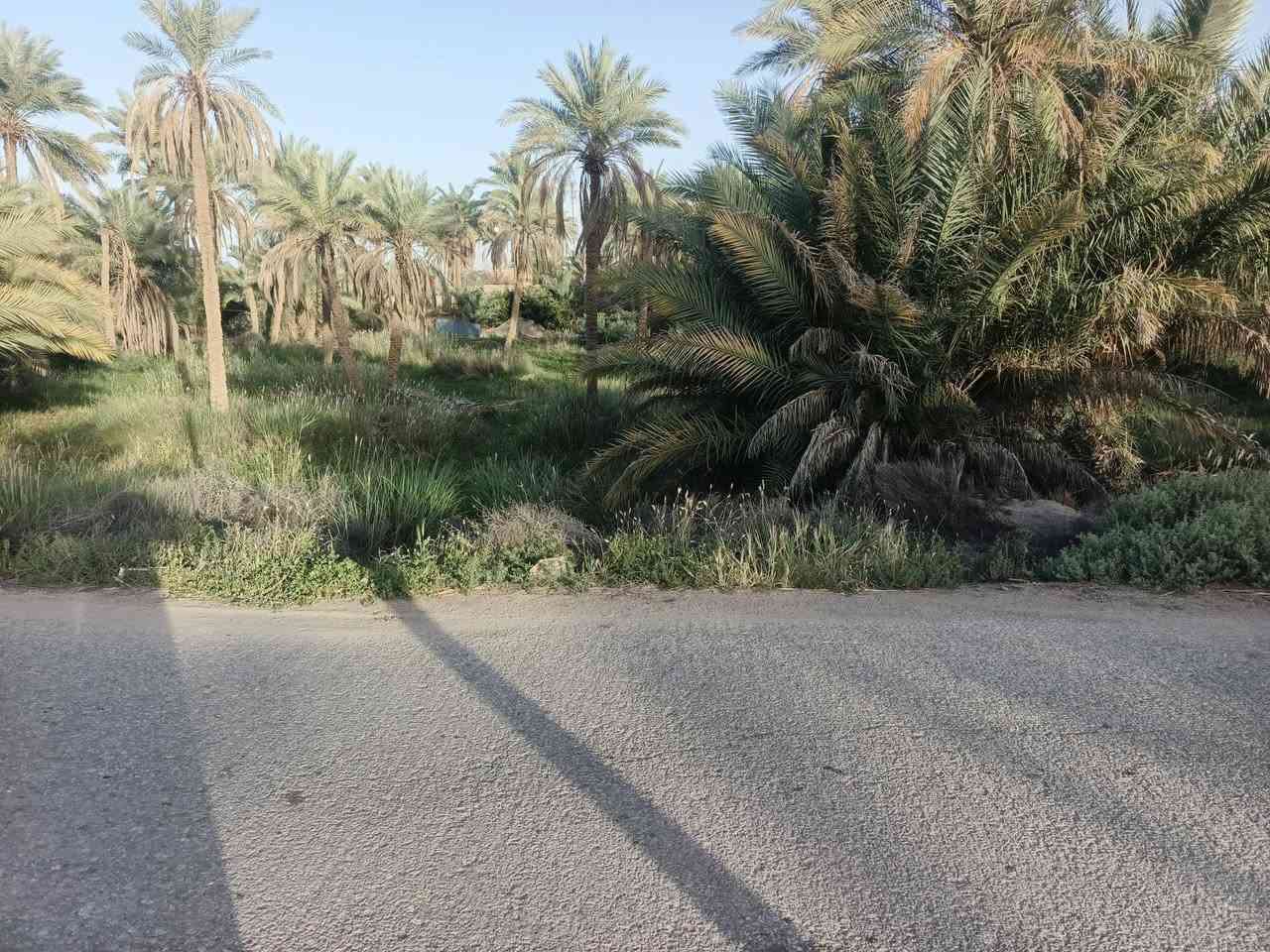 قطعة أرض اصل بستان بيها نخل قليل طابو منطقة ابو دجيج قرب ناحية القادسية ع  الشارع الخدمي تجاه الشط عرض الواجه من الشارع ١٣متر من البزايز ١٧ متر طول ٥٠ متر ***********  سعر مناسب الشراي فقط يتصل
