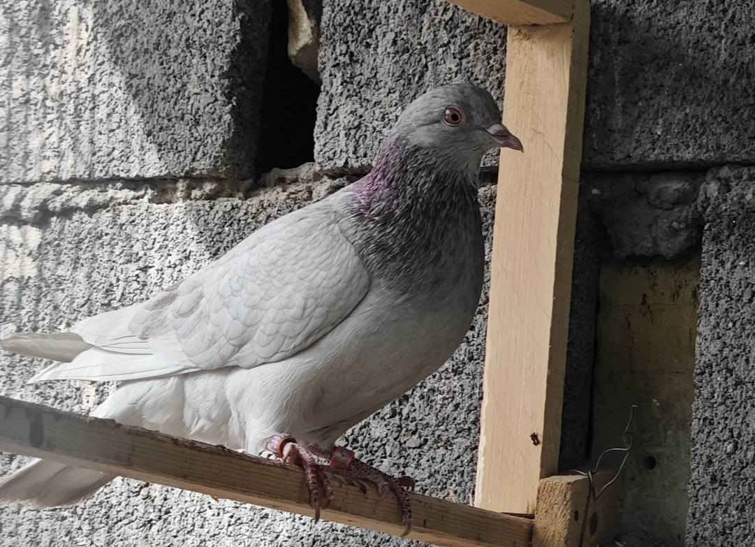 متاح طواير وفحل موثقات مكاني مدينه الصدر


**إذا كنت صاحب هذا الإعلان وتريد حذفه لأي سبب، رجاءا أرسل رسالة إلى الدعم الفني**