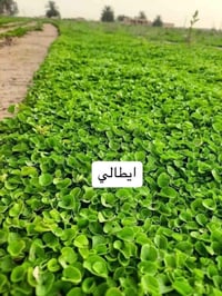 ثيل طبيعي • ثيل فرنسي • تركيب بإشراف